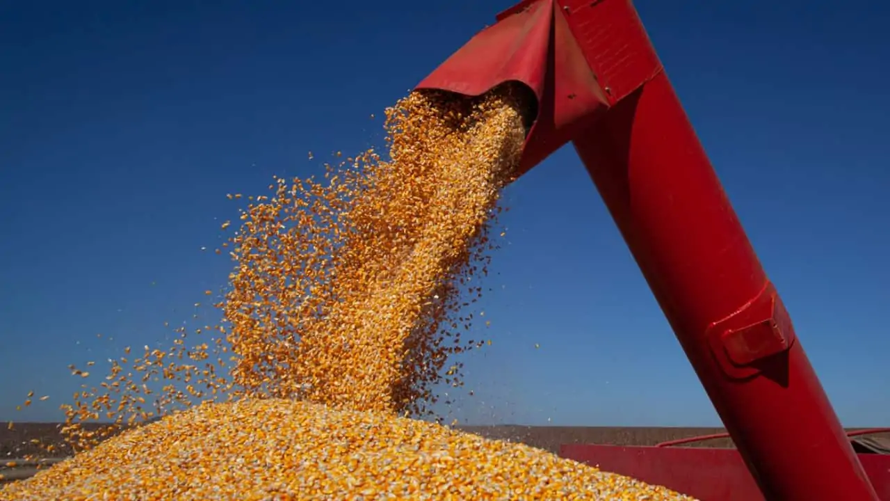 Cotações de mercado: confira as perspectivas para soja, milho e mandioca 2 soja