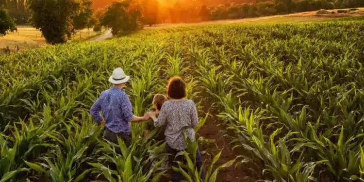 Valor Bruto da Produção Agropecuária da agricultura familiar deve ser em torno de R$ 253 bilhões.