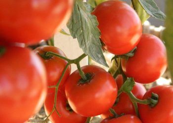 Brasil é grande importador de sementes de tomateiro, condição que o torna vulnerável à entrada do vírus.