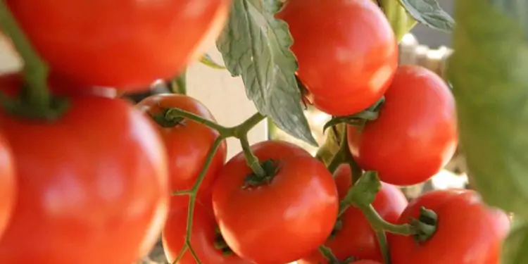 Brasil é grande importador de sementes de tomateiro, condição que o torna vulnerável à entrada do vírus.