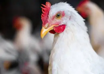 Brasil mantém status livre da gripe aviária nas granjas comerciais.