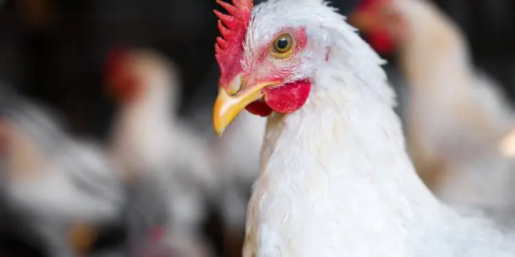 Brasil mantém status livre da gripe aviária nas granjas comerciais.