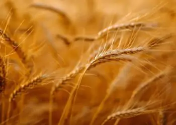 CMN flexibiliza crédito para agricultores