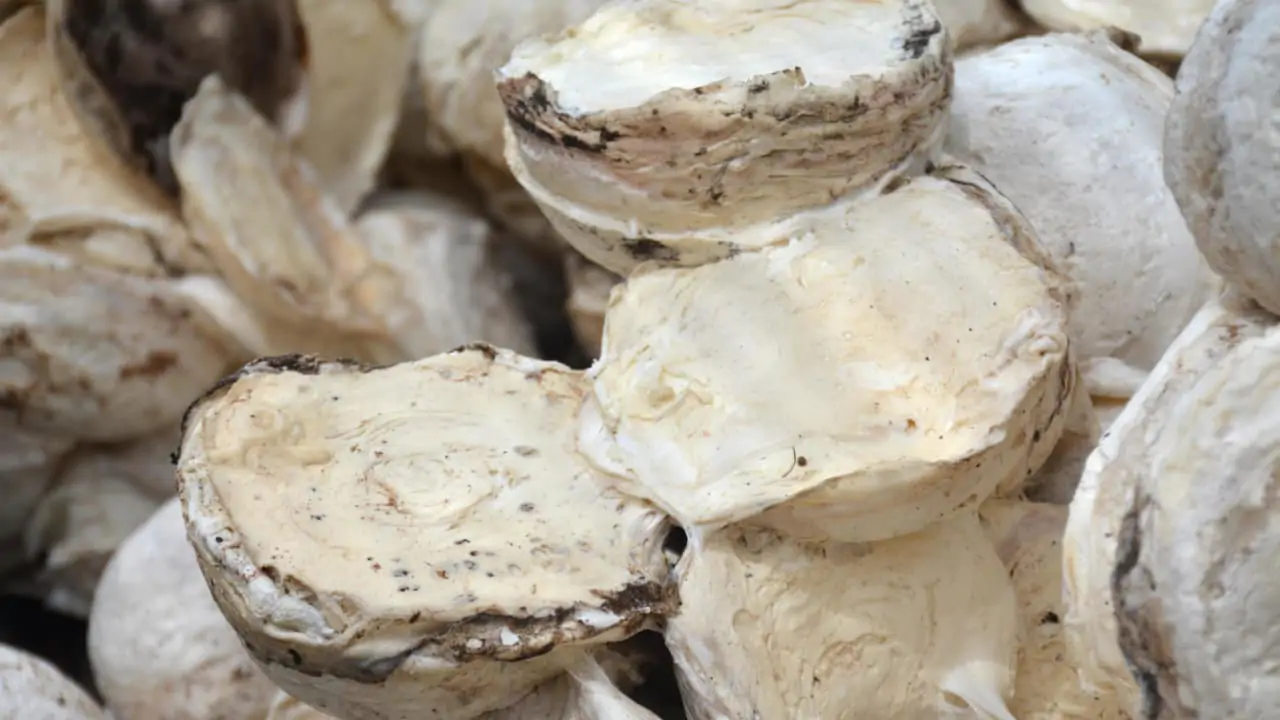 Conab avalia comercialização de borracha natural dos produtores ao governo. 