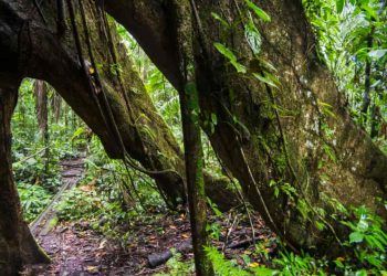 Cúpula da Amazônia reúne chefes de Estado para discutir políticas sustentáveis