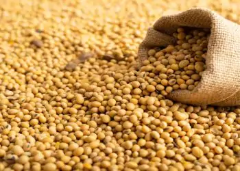 Exportação de soja