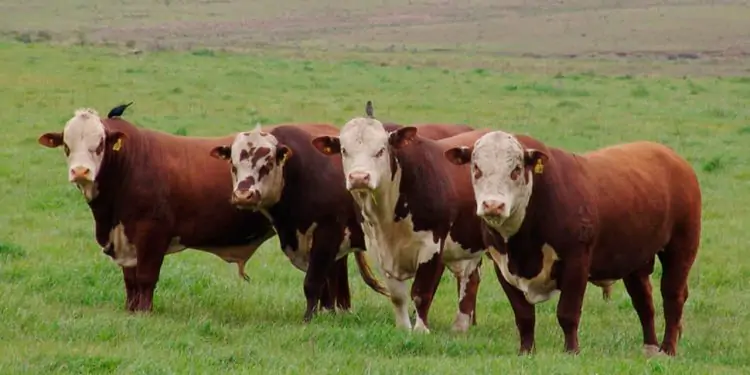 Tecnologia prevê rebanhos bovinos com carne de alta qualidade 1 IRC mede o mérito econômico de reprodutores em relação à sua produção de descendentes com carcaças de qualidade.