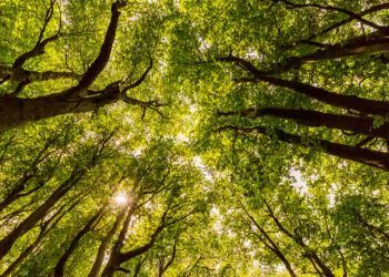 Iniciativa governamental busca preservar árvores ameaçadas de extinção na Bahia