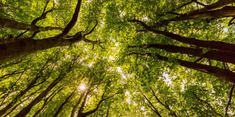 Iniciativa governamental busca preservar árvores ameaçadas de extinção na Bahia 1 Iniciativa governamental busca preservar árvores ameaçadas de extinção na Bahia