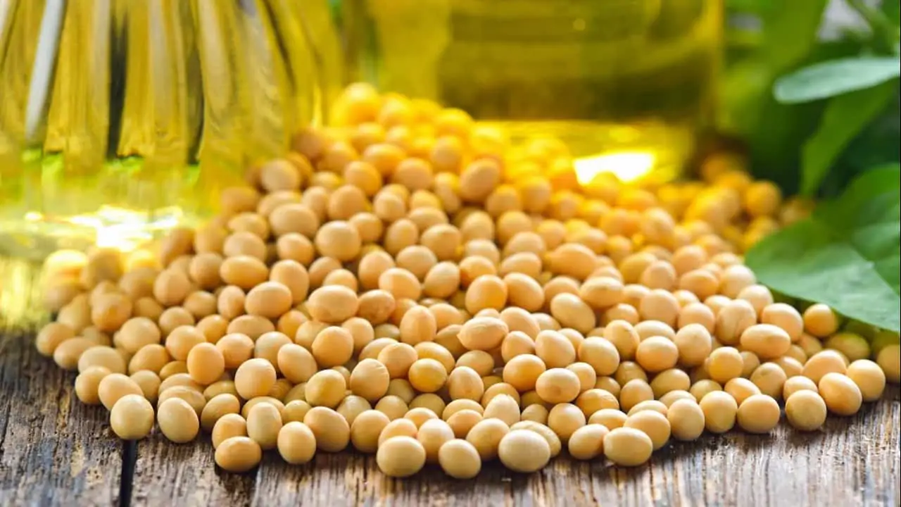 Cadeia produtiva representa 28,5% do PIB do agronegócio.