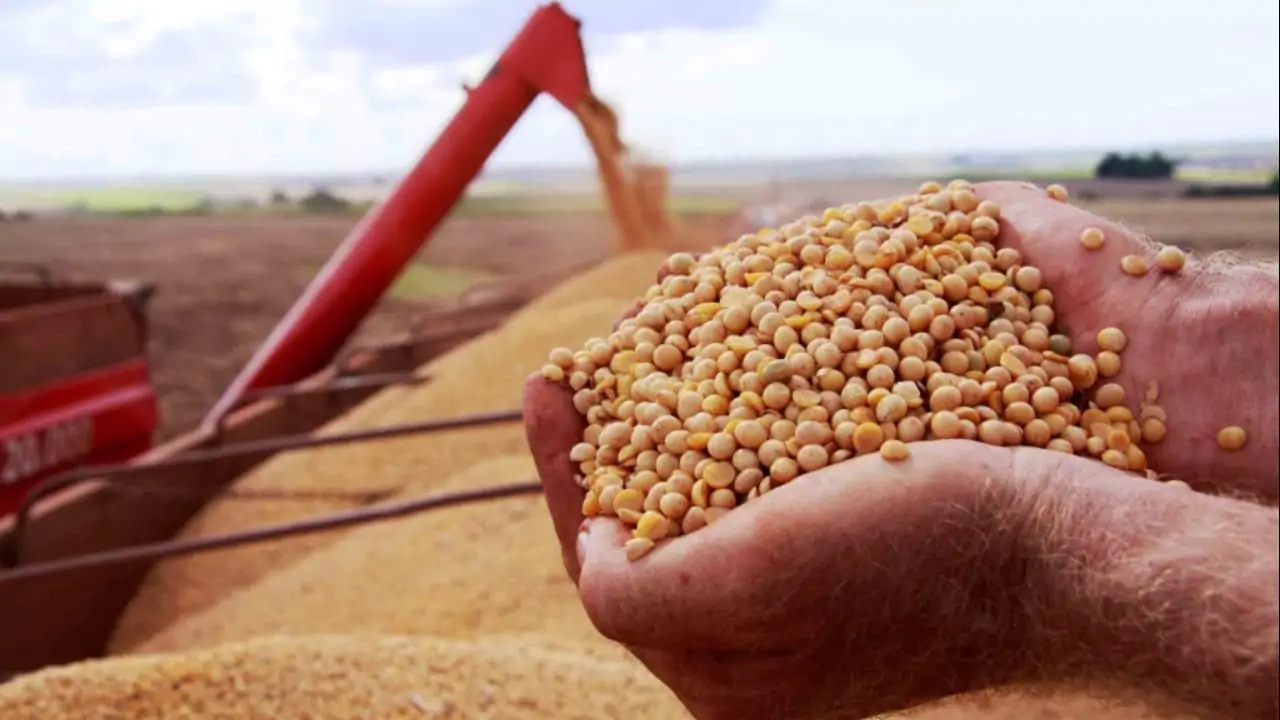 Complexo soja é o principal setor exportador do agronegócio brasileiro.