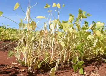 Possui moderada resistência à murcha de Fusarium e às podridões radiculares.