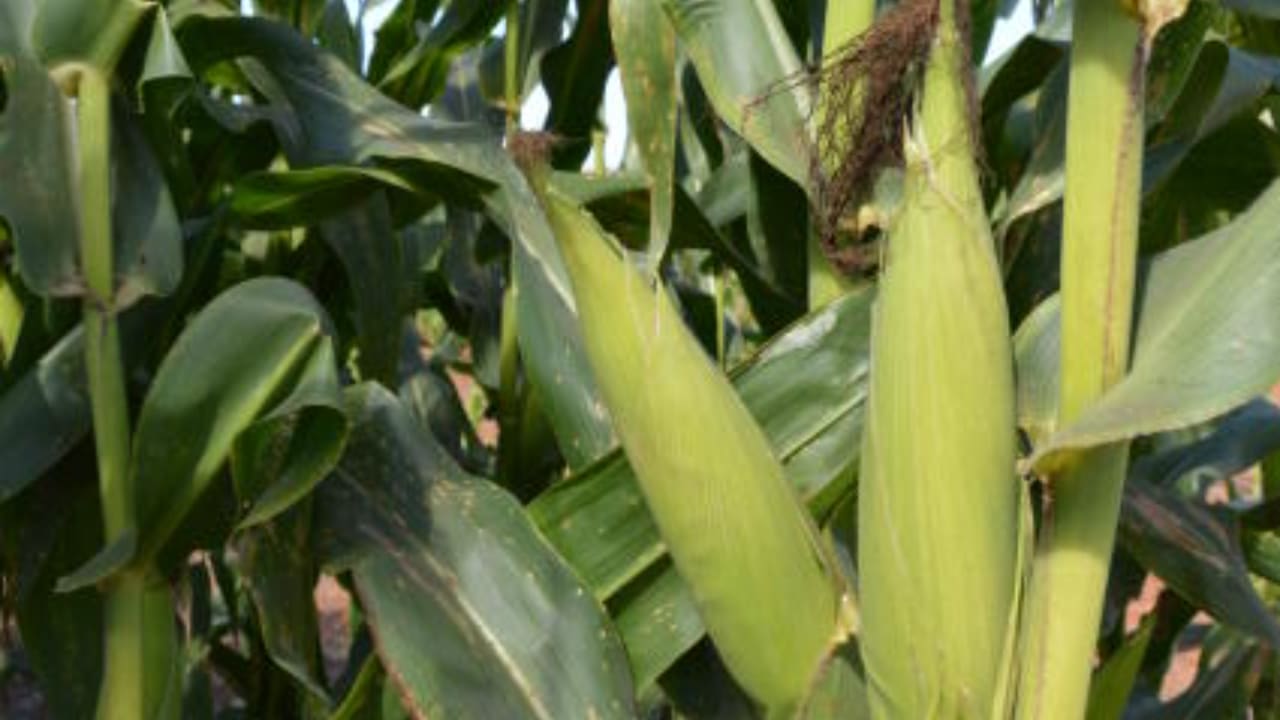 Cultivar tem alto rendimento de grãos, ciclo precoce, boa sanidade foliar e de espigas.