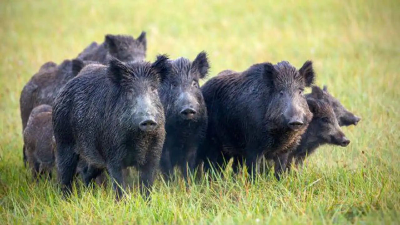 Ibama suspende novas licenças para caça de javalis no Brasil 2 Entidades do agro demonstram preocupação com os impactos ambientais e socioeconômicos.