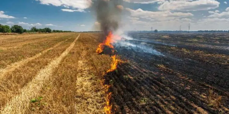 Ferramenta gratuita busca auxiliar na prevenção de incêndios na zona rural.