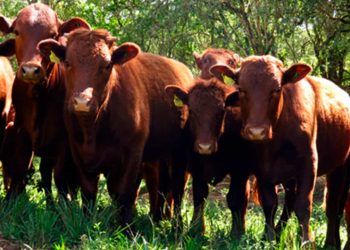 Ferramenta permite que o pecuarista escolha características dos animais.