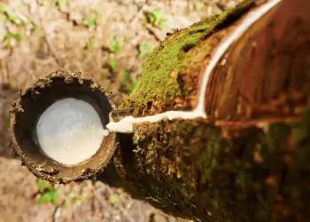 Governo busca incentivar consumo da borracha natural brasileira.