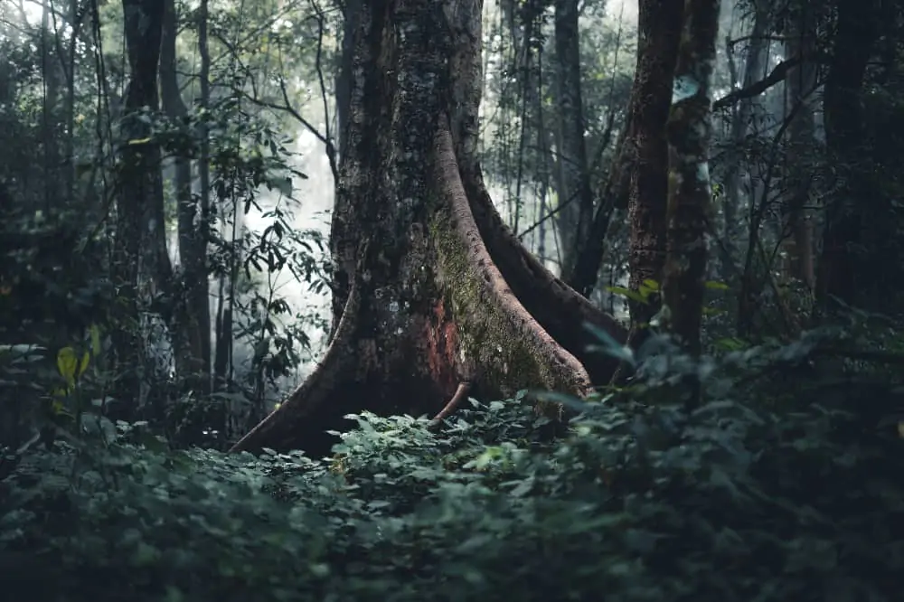 Iniciativa governamental busca preservar árvores ameaçadas de extinção na Bahia 3 árvores