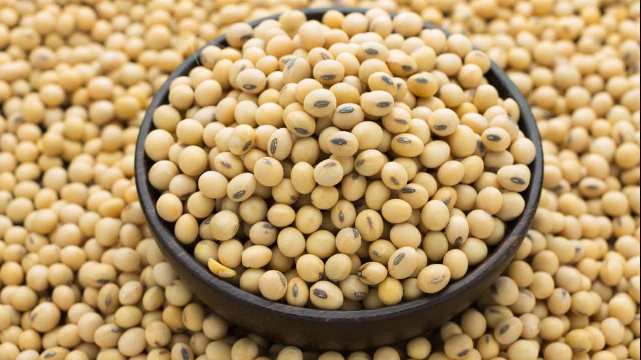 Isoflavonas extraídas da soja tem propriedades nutricionais e medicinais.