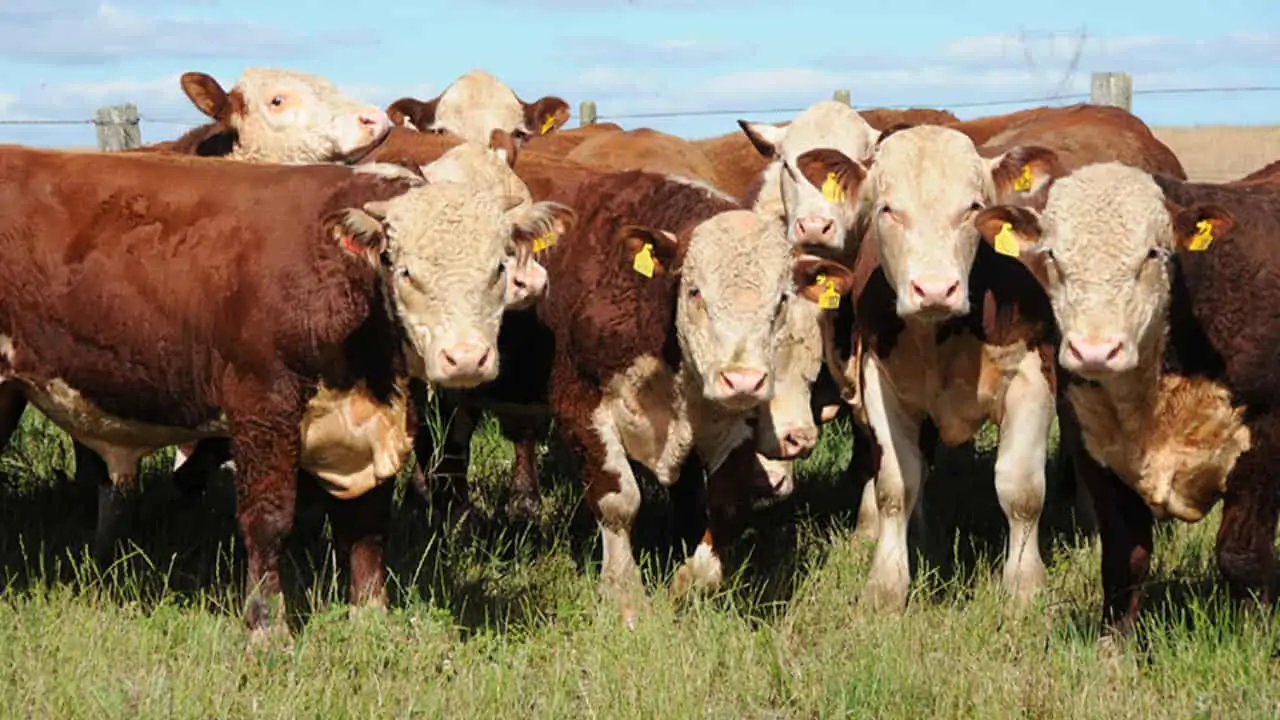 Tecnologia prevê rebanhos bovinos com carne de alta qualidade 2 Modelo relaciona crescimento dos animais e medidas de qualidade da carcaça.