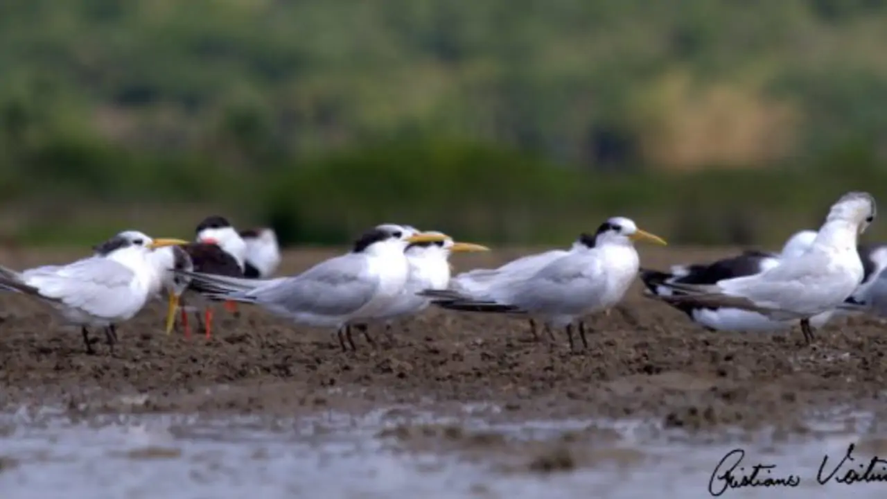 No Brasil, focos da doença chegam a 84. 