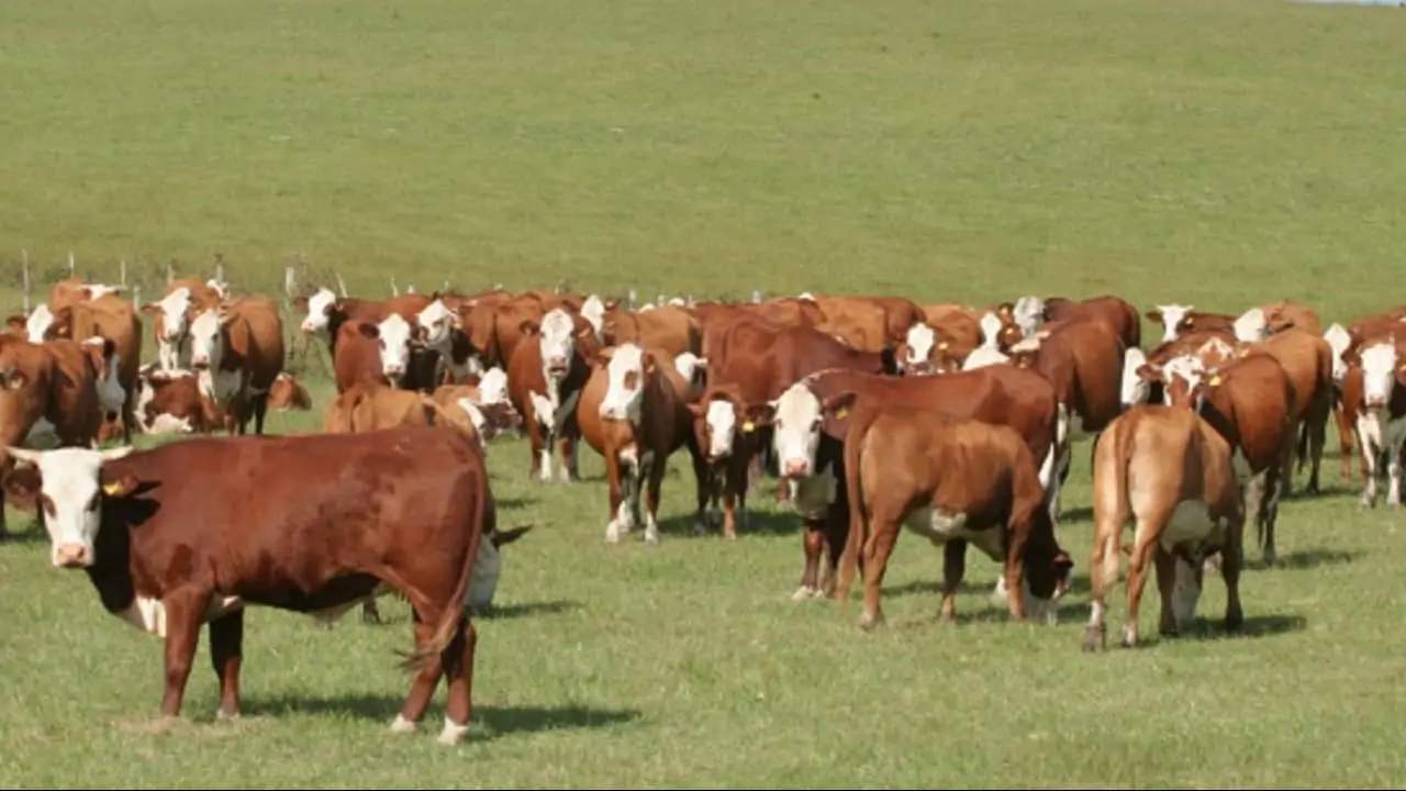 Tecnologia prevê rebanhos bovinos com carne de alta qualidade 3 O novo índice foi inserido no programa de melhoramento genético PampaPlus.