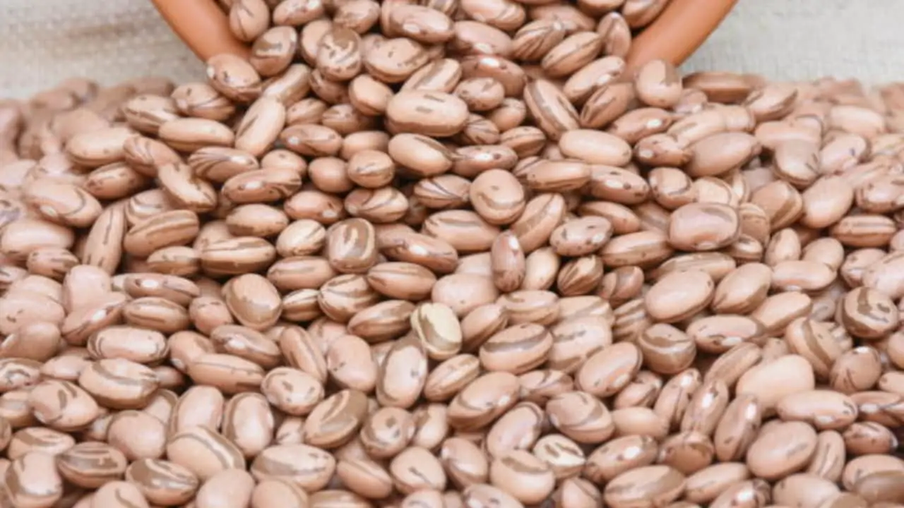 Cultivar apresenta alto padrão de cor e rendimento de peneira. 