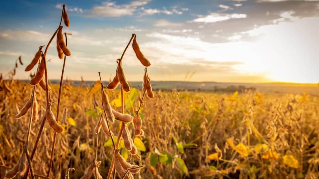 Produtividade da soja aumenta em 40% quando o solo tem maior correção. 