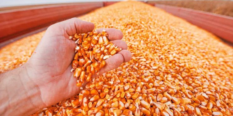 Produtores de 10 estados em várias regiões do Brasil já estão autorizados a vender milho.