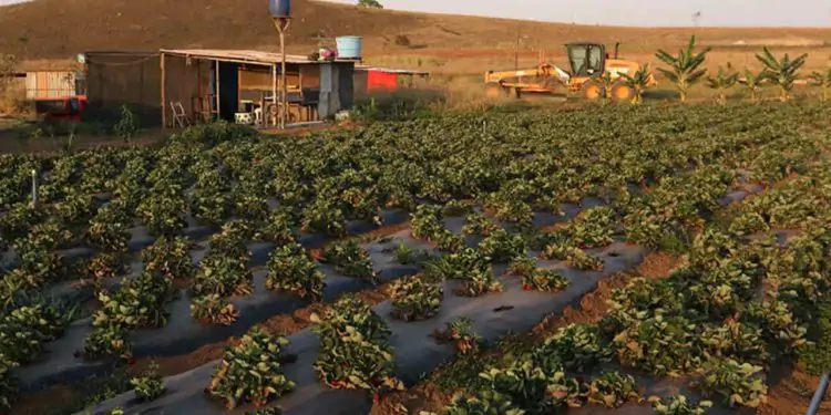 Projeto de criação de assentamentos rurais é passo para reforma agrária.