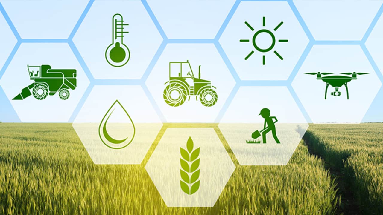 Seguros rurais dão proteção contra variáveis do clima, mercado e doenças nas lavouras. 