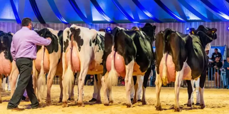 Vaca produziu em 11 ordenhas uma média de 107,46 kg/dia.