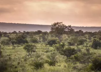 10° Encontro e Feira dos Povos Cerrados em Brasília começa nesta quarta