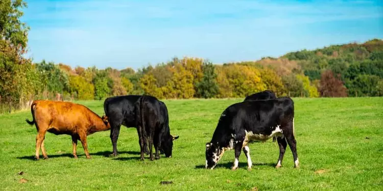 Abate de bovinos cresce 25,9% no 2° trimestre em Goiás