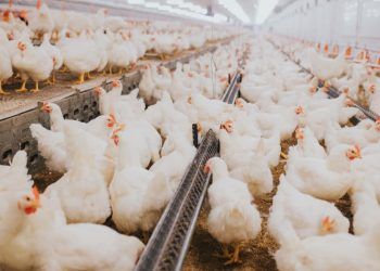 Brasil abateu 1,56 bilhão de cabeças de frangos no segundo trimestre.