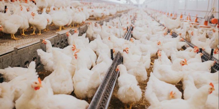 Brasil abateu 1,56 bilhão de cabeças de frangos no segundo trimestre.