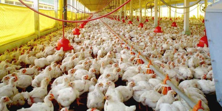 Brasil chega a criação de 1,6 bilhão de aves em 2022.