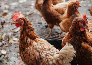Brasil tem três casos de gripe aviária em aves domésticas.