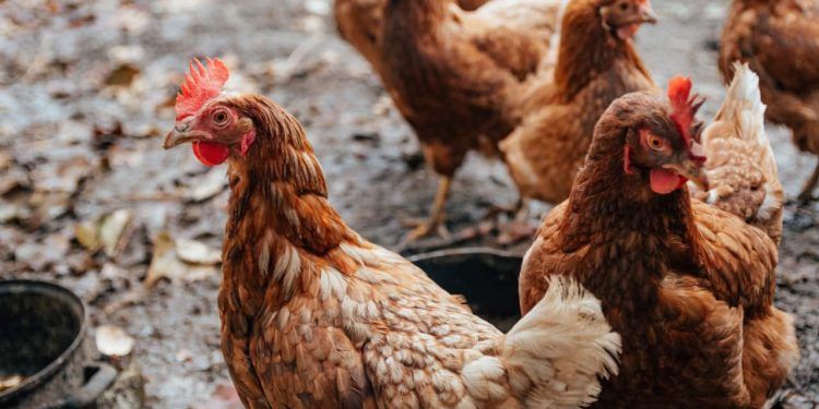 Brasil tem três casos de gripe aviária em aves domésticas.