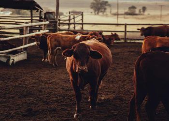 CNA solicita ao governo medidas de apoio à pecuária bovina de corte após queda dos preços
