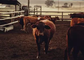 CNA solicita ao governo medidas de apoio à pecuária bovina de corte após queda dos preços