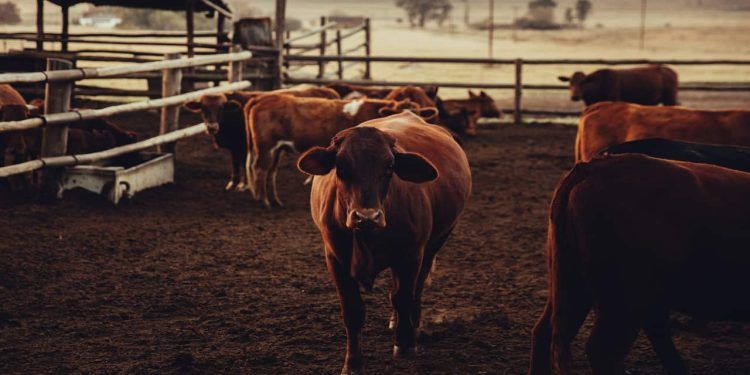 CNA solicita ao governo medidas de apoio à pecuária bovina de corte após queda dos preços