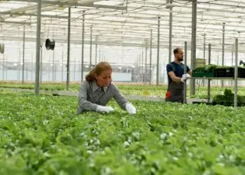 Dia do agrônomo: conheça a importância da profissão e os desafios do mercado