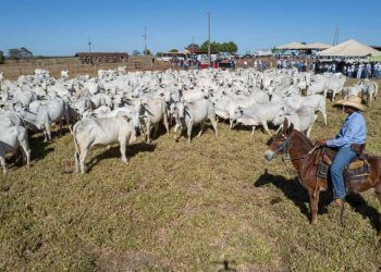 Do campo à mesa: o caminho da sustentabilidade na pecuária de corte