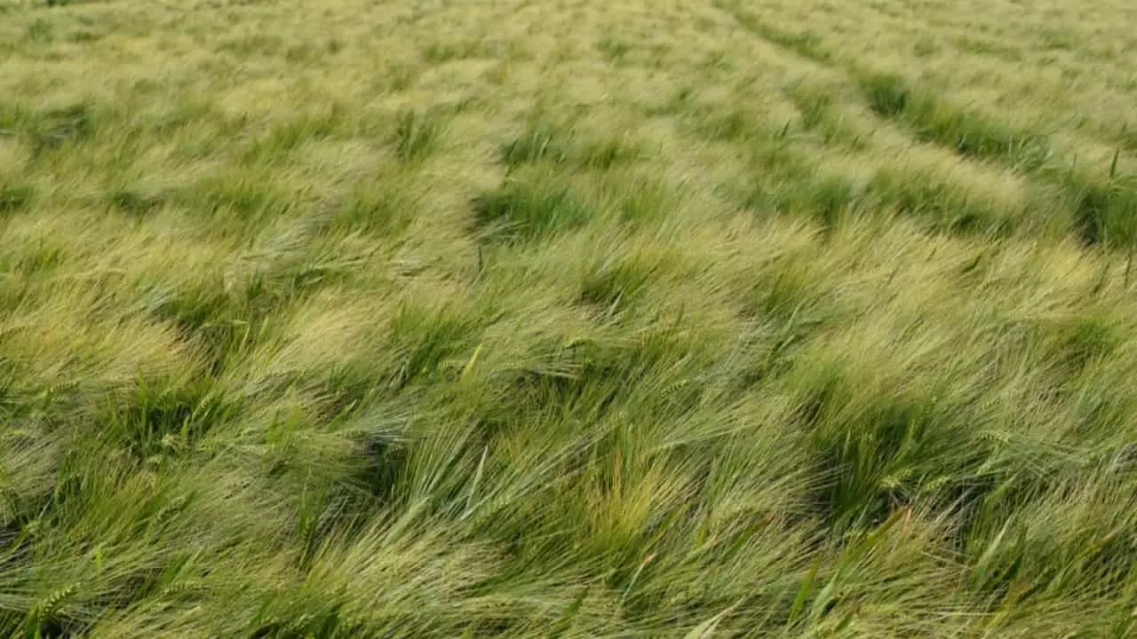 Embrapa já desenvolveu cultivares de cevada para o Cerrado. 