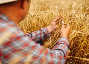 Exportações do agronegócio batem recorde em agosto e atingem US$ 15,63 bilhões