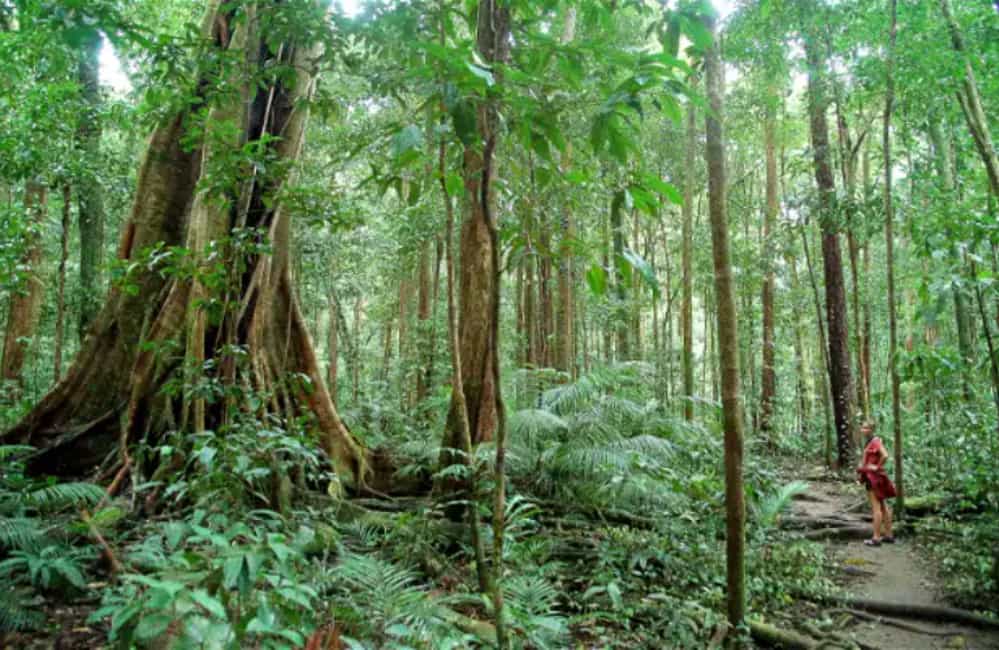 Maravilhas naturais: saiba quais são as 10 maiores florestas do mundo 5 Floresta Daintree