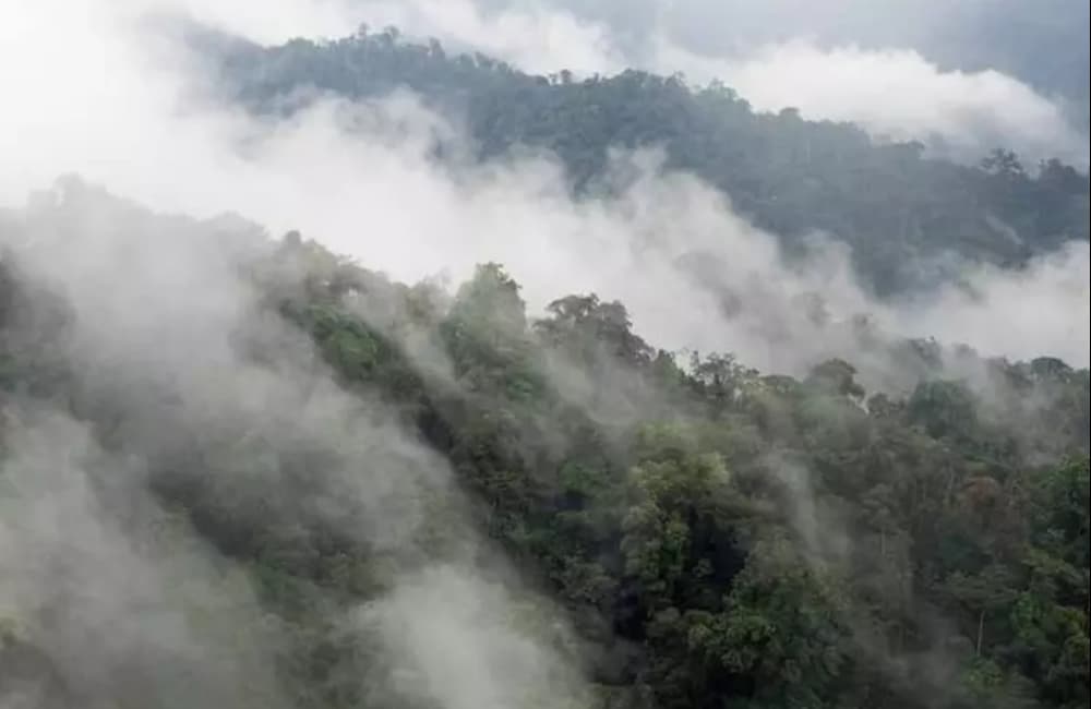 Maravilhas naturais: saiba quais são as 10 maiores florestas do mundo 6 Floresta Nublada