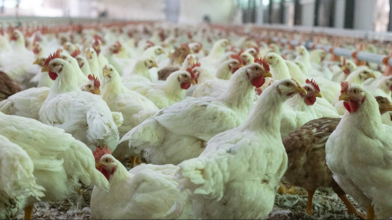 Goiás registrou recorde no abate de frangos. 