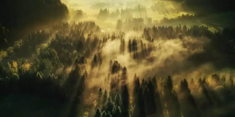 Maravilhas naturais: saiba quais são as 10 maiores florestas do mundo